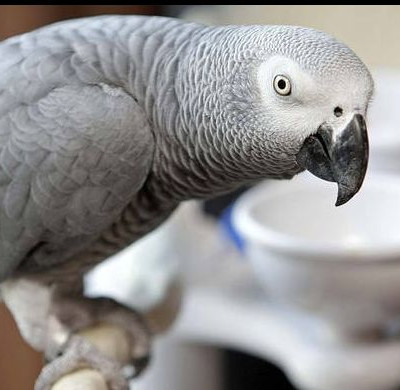 Σπαρταριστό βίντεο: Ο παπαγάλος Αϊνστάιν μου μιλάει και ζητάει πρωινό