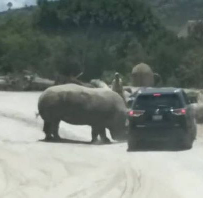 Μεξικό: Επίθεση ρινόκερου σε αυτοκίνητο με τουρίστες (vid)