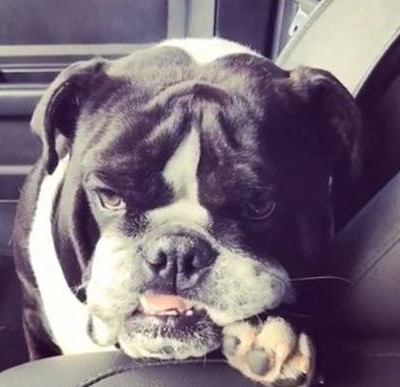 Ένα καφεδάκι για τον... σκύλο παρακαλώ! (vid)