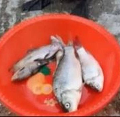 Όταν πεινάς σαν λύκος και σου φέρνουν επιτέλους φαγητό (vid)