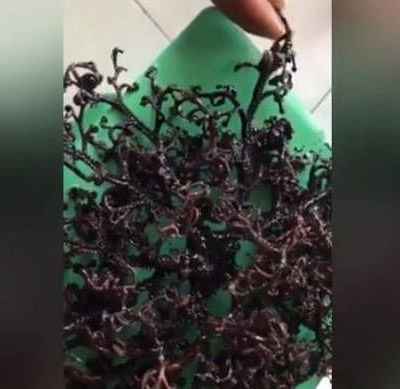 Δείτε το πιο μυστήριο πλάσμα (;) που έχει ξεβράσει ποτέ η θάλασσα (vid)