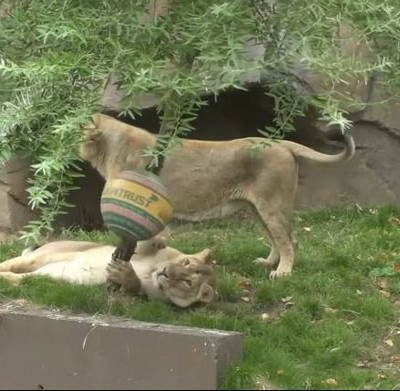 Τα λιοντάρια γιορτάζουν σήμερα και στο ζωολογικό κήπο του Λονδίνου τους έκαναν δώρα (vid)