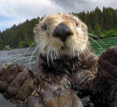 Αυτή η μικρή ενυδρίδα δεν μπορεί να κοιμηθεί αν δεν... (vid)