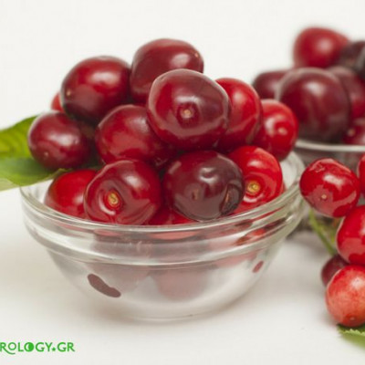 Ονειροκρίτης: Είδες στο όνειρό σου Κεράσια;