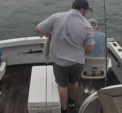 Μεγάλος λευκός καρχαρίας... κλέβει ψαρά (vid)