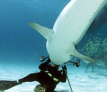 Δύτης χορεύει με καρχαρία (vid)