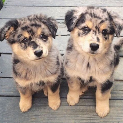 Είναι σκέτη γλύκα: Αυτά είναι τα πιο γλυκά κουτάβια του κόσμου (vid)