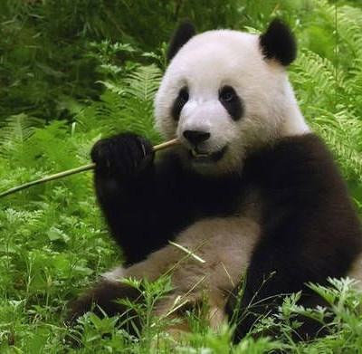 Θα μπορούσε να είναι ένα τεράστιο πάντα που απλά τρώει μπαμπού, όμως κάνει καριέρα ως…