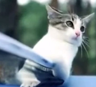 Έχετε δει γάτα να παίζει πινγκ πονγκ; (vid)