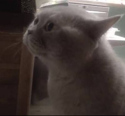 Δείτε την αντίδραση γάτας όταν το αφεντικό της δεν την αφήνει να βγεί έξω (vid)