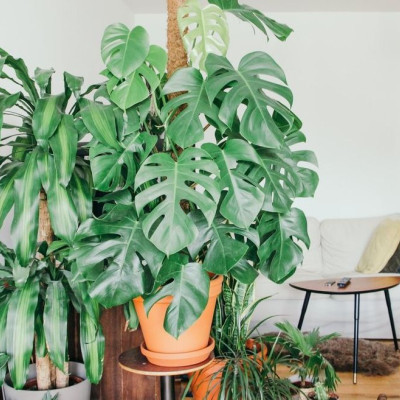 Τρεις τρόποι για να κάνεις «αποτοξίνωση» στον χώρο σου