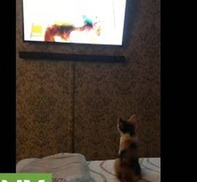 Γατάκι παρακολουθεί με μεγάλη προσοχή τηλεόραση (vid)