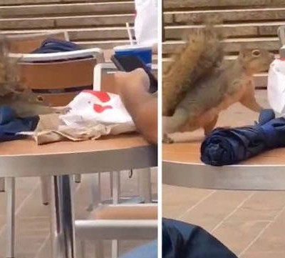 Σκίουρος δίνει μάχη για μία μπουκιά από fast food (vid)