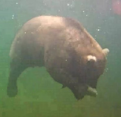 Δείτε την βουτιά αρκούδας για να πιάσει ψάρι (vid)