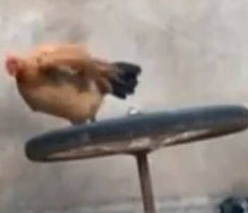 Η κότα αποφάσισε να κάνει… γυμναστική (vid)