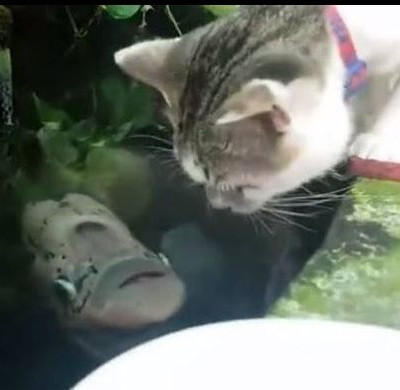 Τι συμβαίνει όταν μια γάτα πίνει νερό και ακριβώς από κάτω βρίσκεται ένα ψάρι; (vid)