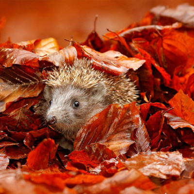 Ημερήσιες Προβλέψεις για όλα τα Ζώδια 06/10