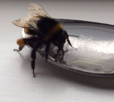 Ο απίστευτος τρόπος που σώθηκε μια μέλισσα! (vid)