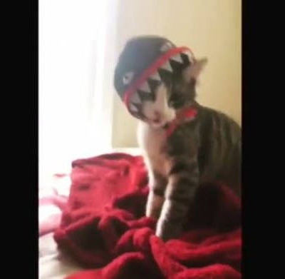 Ο γάτος που περιμένει πώς και πώς το… Halloween (vid)