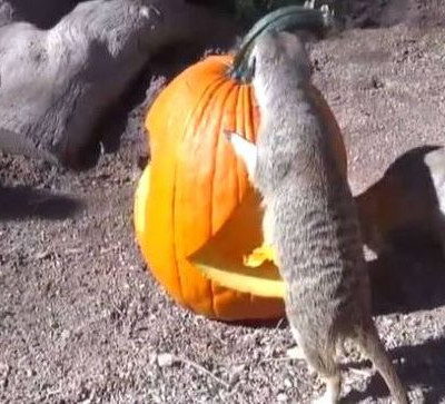 Τα ζώα σε ζωολογικό κήπο της Αριζόνα γιορτάζουν το Halloween! (vid)