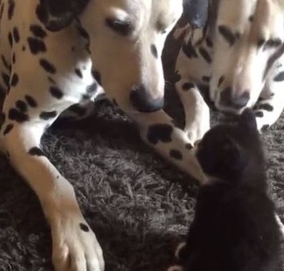 Απίστευτο παιχνίδι γάτας με δύο σκύλους (vid)