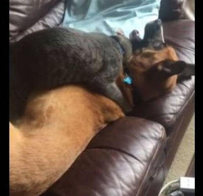 Η γάτα που δείχνει σε σκύλο ποιος είναι το αφεντικό! (vid)