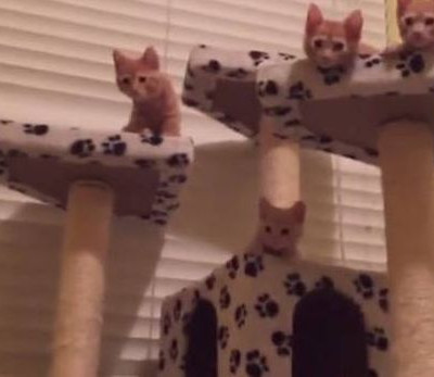 Οι πιο χαριτωμένες οικογένειες… σκύλων ή γατιών (vid)