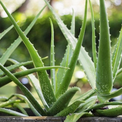 Αλόη: 7 εκπληκτικά οφέλη για την επιδερμίδα σας (pics)