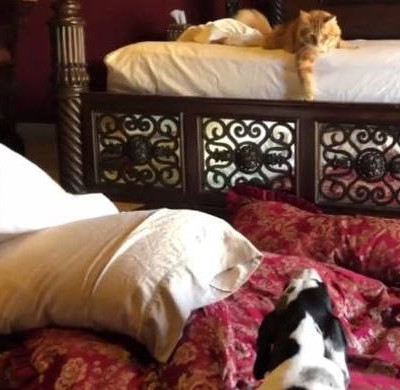 Γάτα και σκύλοι βοηθούν στο… στρώσιμο του κρεβατιού (vid)