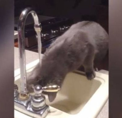 Γάτα εναντίον νερού: Ποιος θα κερδίσει; (vid)