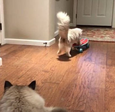 Η γάτα που προσπαθεί να μάθει… σκέιτμπορντ (vid)