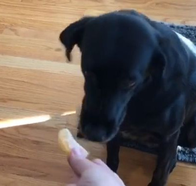 Ο σκύλος που δεν μπορεί να κοιτάξει… ένα πορτοκάλι (vid)