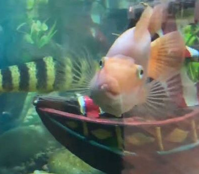 Το πιο τρομακτικό ψάρι που έχετε δει! (vid)