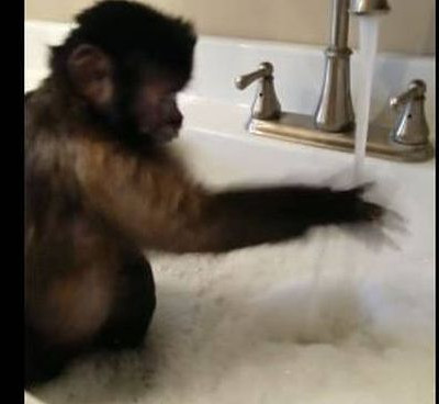 Ένας κηβίνος που λατρεύει να κάνει μπάνιο μόνος του (vid)