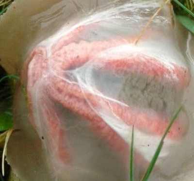 Βρήκε αυτό το «εξωγήινο» αυγό στην αυλή της – Πάγωσε όταν έμαθε τι είναι! (video)