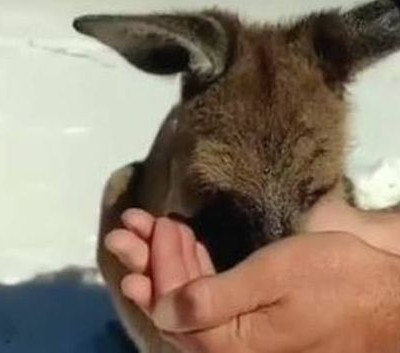 Πώς καταλαβαίνεις ότι έχει ζέστη στην Αυστραλία; Όταν καγκουρό πίνει νερό από τα χέρια σου (vid)