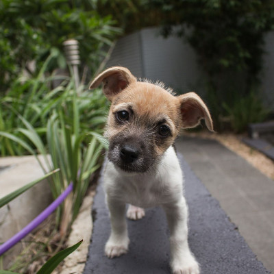 Γιατί ο σκύλος σου γυρίζει το κεφάλι του στο πλάι;