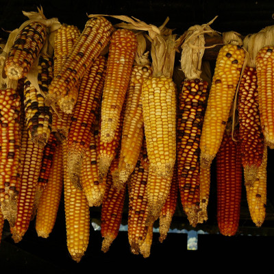 Δεν φαντάζεσαι ποιες ποικιλίες φρούτων και λαχανικών έχουν εξαφανιστεί