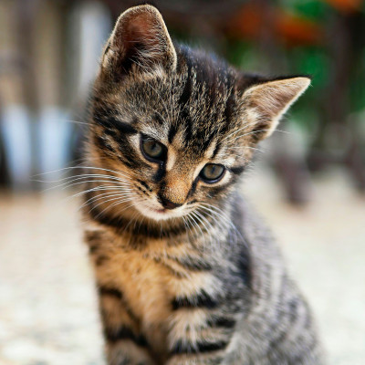 Αυτό το ατρόμητο γατάκι που παίζει με την ηλεκτρική σκούπα θα φτιάξει τη μέρα σου