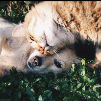 Γιατί δεν πρέπει να φιλάς το κατοικίδιό σου;