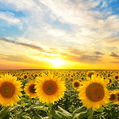 Ημερήσιες Προβλέψεις για όλα τα Ζώδια 10/06