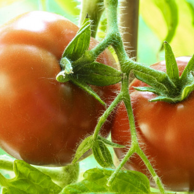 Ντομάτα: Θερμίδες + 7 σημαντικά οφέλη για την υγεία (εικόνες)