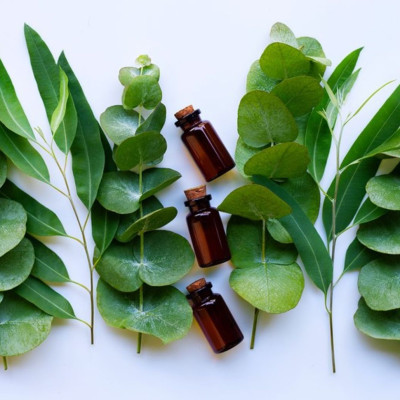 5 φυσικά συστατικά που απωθούν τα κουνούπια (εικόνες)