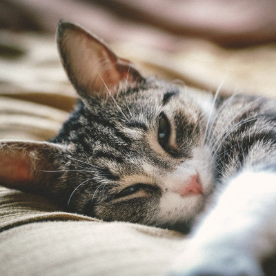 Πες μου τι κάνει η γάτα σου, για να σου πω πόσο σ ’αγαπάει!