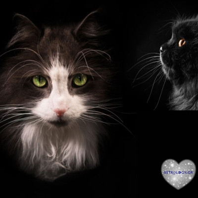 Αν το ζώδιο σου ήταν γάτα, τι ράτσα θα ήταν και γιατί;