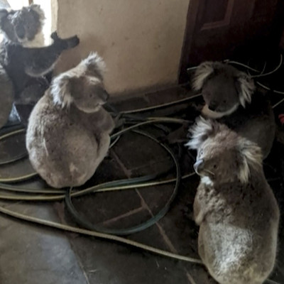 Η κίνηση δύο εφήβων για την τεράστια καταστροφή στην Αυστραλία δίνει ελπίδα στην ανθρωπότητα