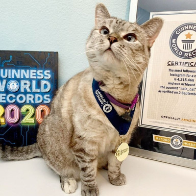 Αυτή η γάτα είναι influencer! Δε φαντάζεσαι πόσους followers έχει στο Instagram