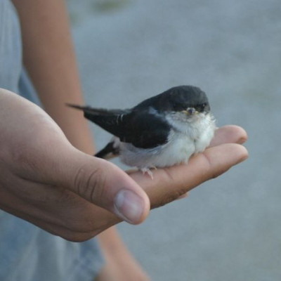Πώς θα περιποιηθείς και τι πρέπει να κάνεις με τα ταλαιπωρημένα χελιδόνια
