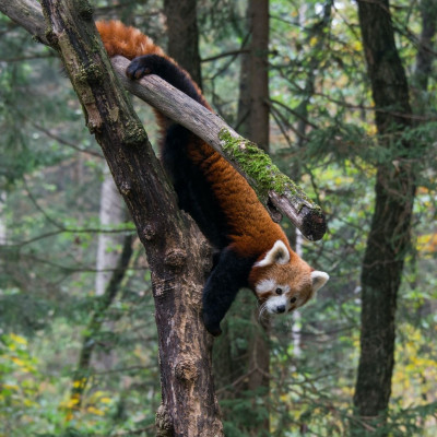 Αυτός ο ζωολογικός κήπος μας έκανε να πιστέψουμε στους ανθρώπους εν μέσω καραντίνας