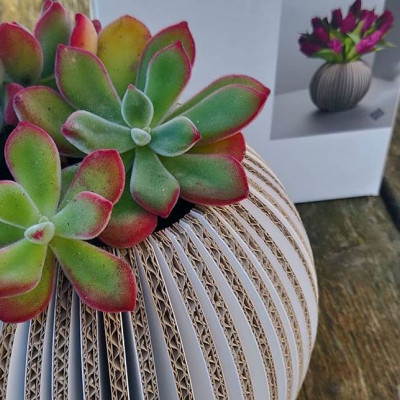 Βάζο από χαρτόνι; Ναι μπορείς να το φτιάξεις μόνη σου τώρα που αγόρασες λουλούδια